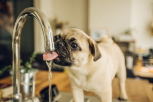 tap water safe for dogs water filter